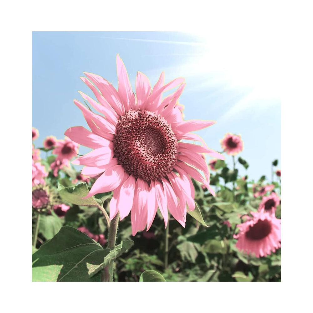 Pink Organic Heirloom Non Gmo Baby Sunflower For Planting Unique Garden Blooms Flower Seeds for [neera-v5-de7d54374d7ff55bc4c4]