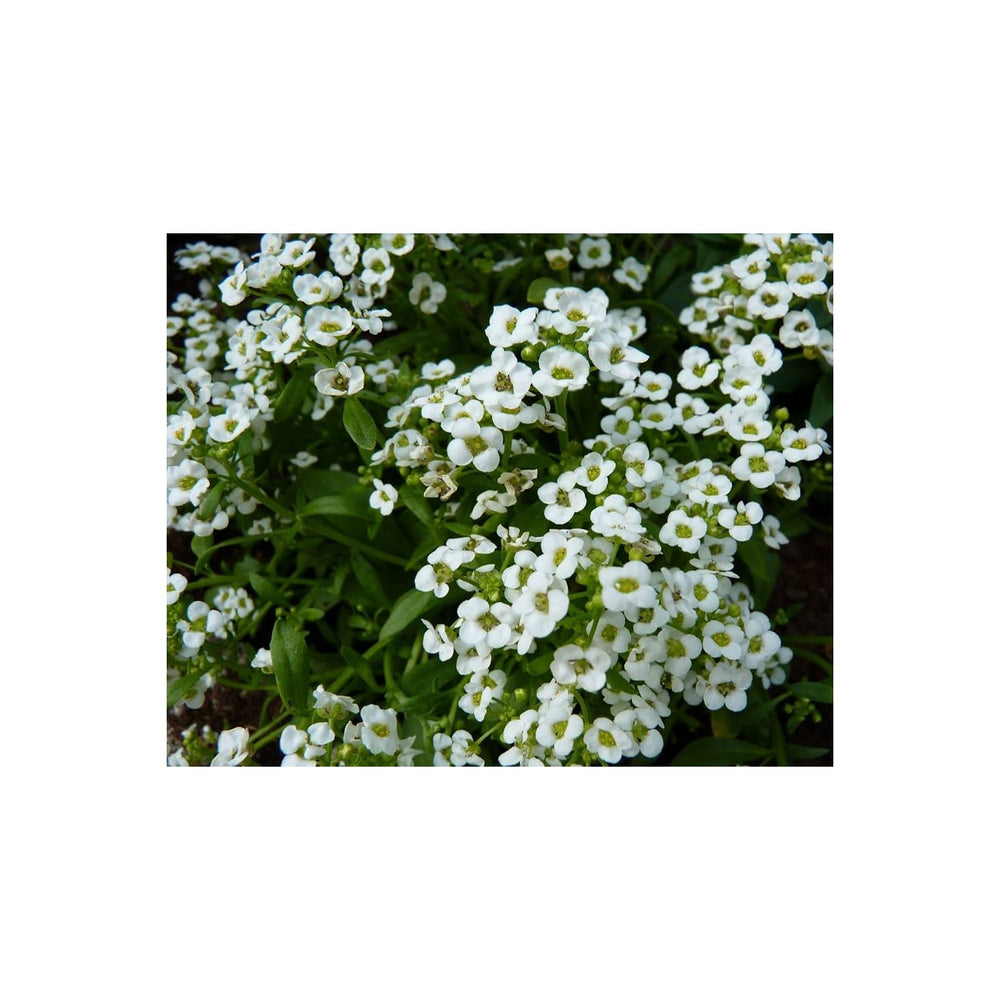 Lavender White Lavula Angustifolia Snow Flower For Planting Fragrant Variety For Home Garden [neera-v5-de86774af038d231af4c]