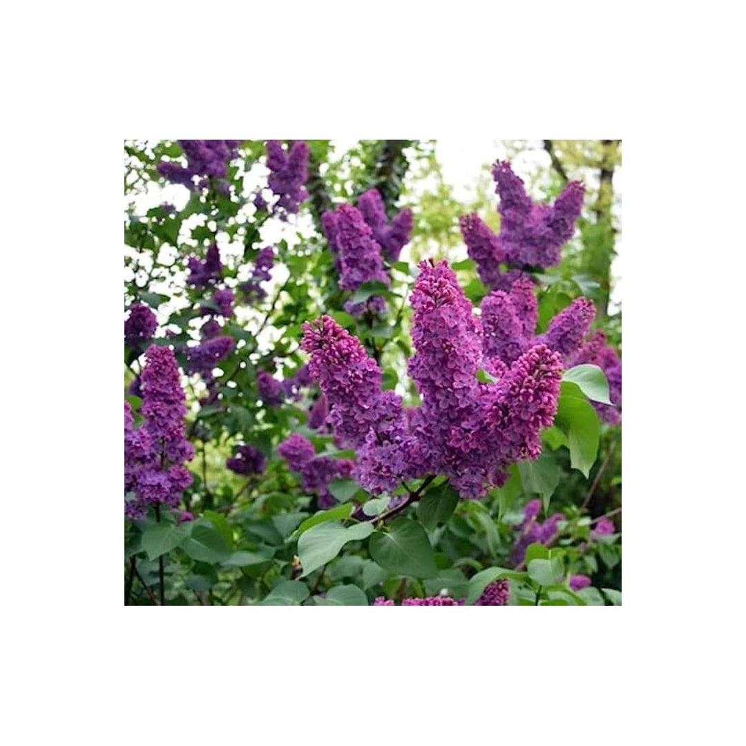 Japanese Lilac Syringa Reticulata Flowering Tree Seeds for Planting Heirloom Non-GMO High Germination Organic Garden Seeds [neera-v5-de8c3b3fbb1212b08152]