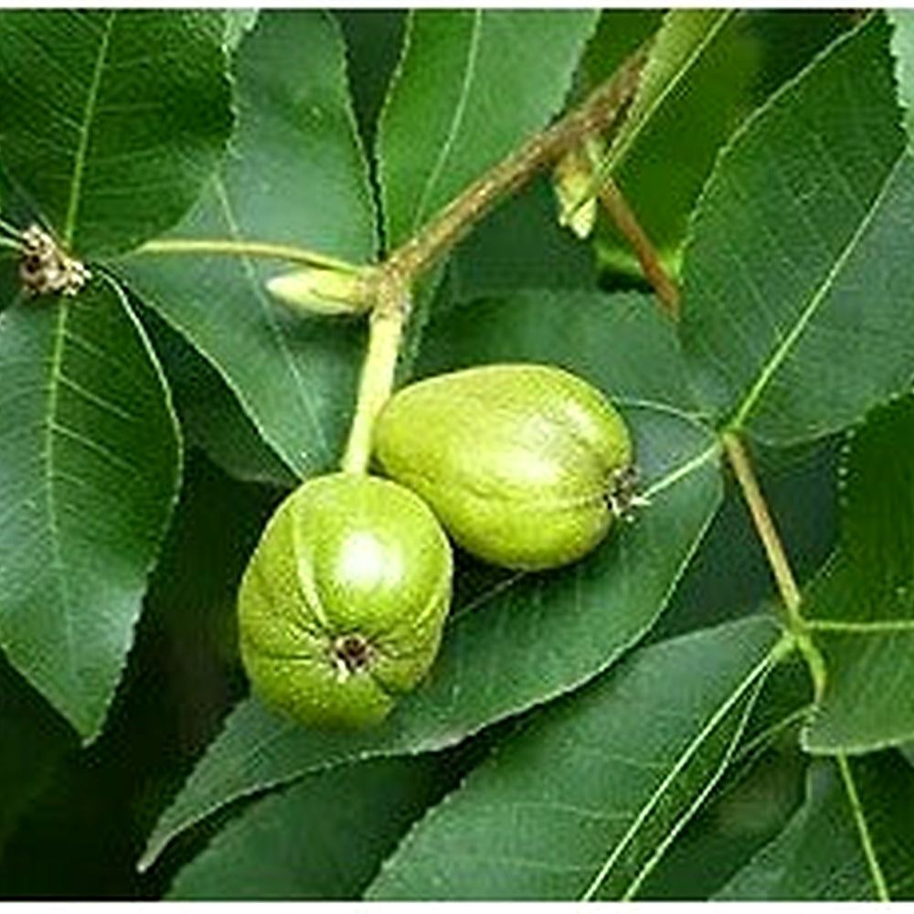 Shagbark Hickory (Carya ovata) Seeds [neera-v5-de9a2937aa3b06283a48]