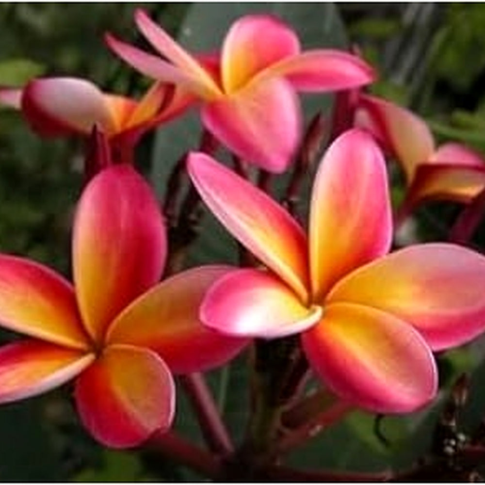 Pink Yellow Mix Frangipani Flower Seeds [neera-v5-dea4837c8f869755b5f2]