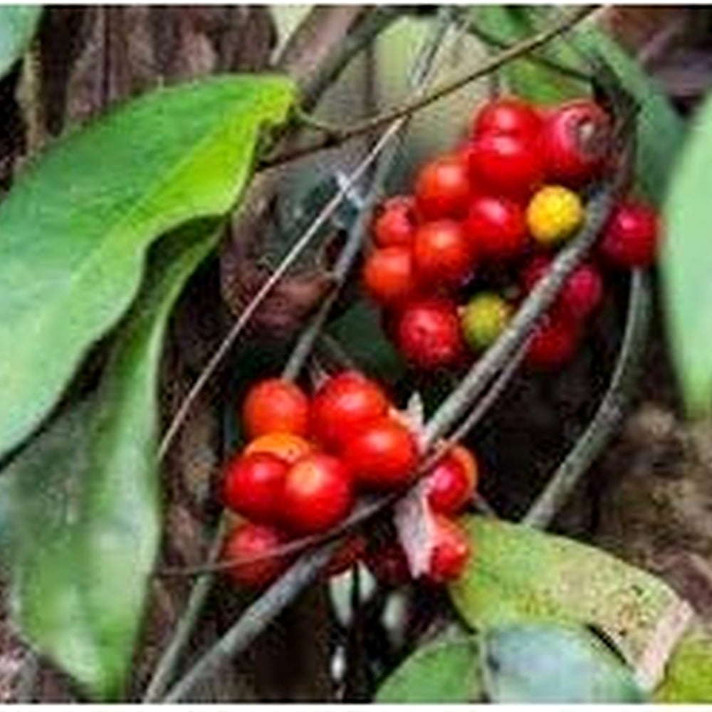 Tiliacora Fruit Seeds for Planting [neera-v5-dea88b7a722fadca0c41]