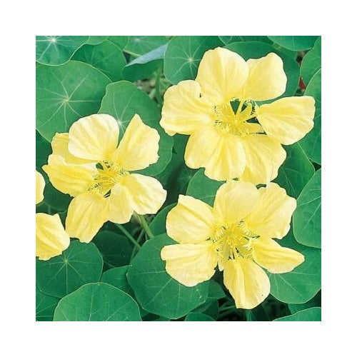 Yellow Moonlight Nasturtium Planting Creamy Flowers Heirloom Non Gmo Edible Flowers And Leaves [neera-v5-deb99eaa8b78673b5c49]