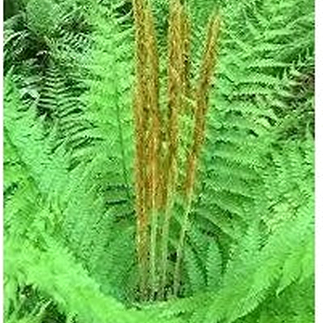 Cinnamon Fern Spores Plant For Planting Heirloom Non Gmo Flower Seeds for Home Garden Planting, [neera-v5-dec993412d70cfed8db8]