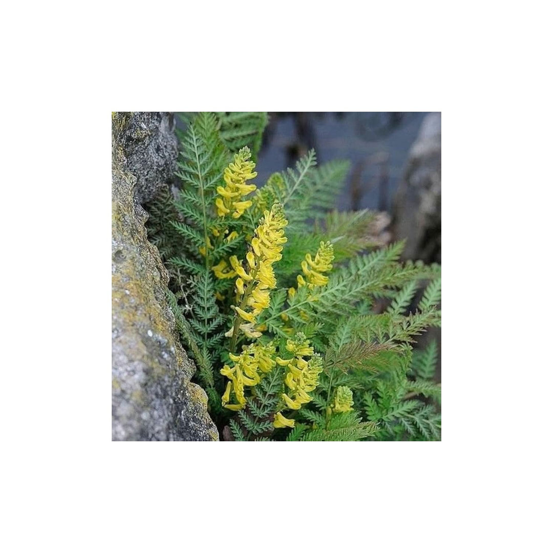 Yellow Corydalis Corydalis Lutea Flower For Ornamental Garden Borders And Shaded Home Gardens [neera-v5-deda791fe76ae15a215e]