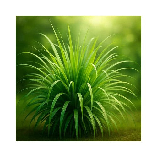 Lemongrass Mosquito Repellent Heirloom Lemon Grass Non Gmo Flower Seeds Home Garden Planting, [neera-v5-dee1fb7299c0ad6a31ca]