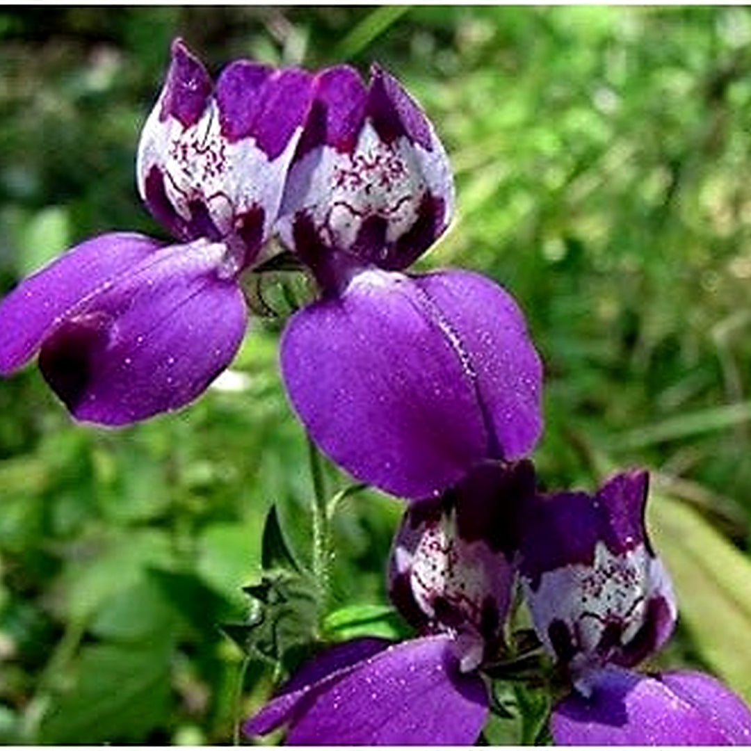 Purple Heirloom Non Gmo Heterophylla Flower Garden Planting Vibrant Wildflower Blooms Flower [neera-v5-dee56a85c715971c7e37]