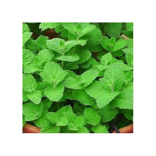 Mint Plant Seeds [neera-v5-deebfe1a93c1ef2a240b]
