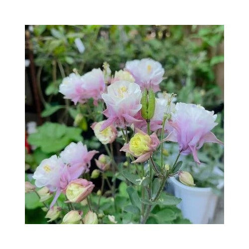 Pink White Double Columbine Planting Frilly Heirloom Blooms Cottage Garden Non Gmo Perennial [neera-v5-deedf3f27fa01dc1f96a]