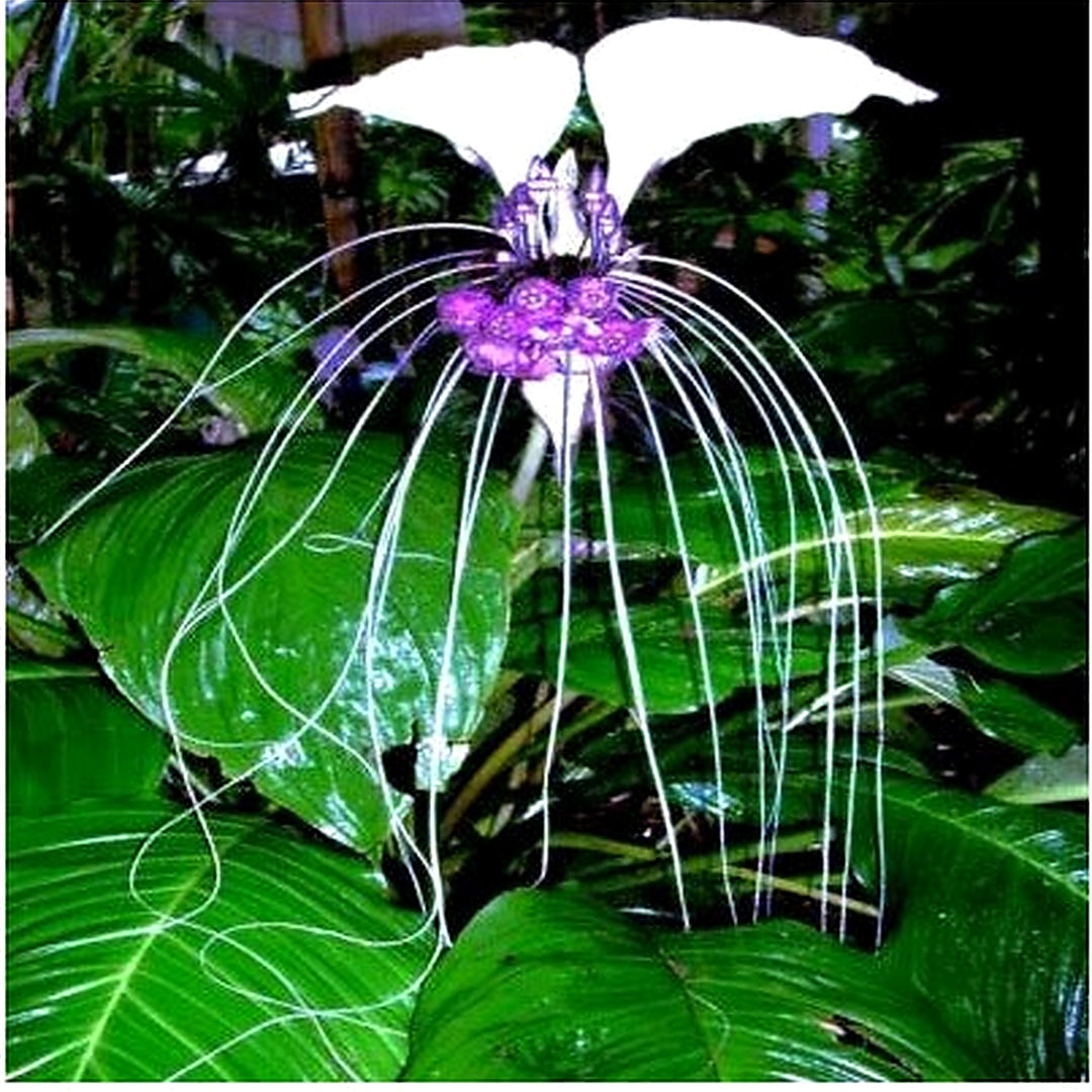 White Bat Orchid Flower Planting Tacca Integrifolia Exotic Tropical Houseplant Heirloom Non Gmo [neera-v5-deee26ebfbb876f7a364]