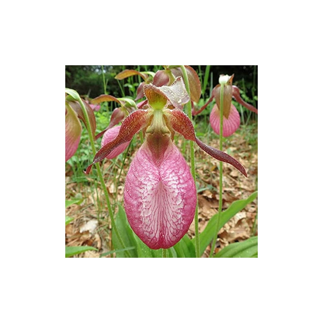Pink Ladys Slipper Orchid Rare Wildflower Flower Seeds for Home Garden Planting, Colorful Organic [neera-v5-deef5b1e95e7ad156747]