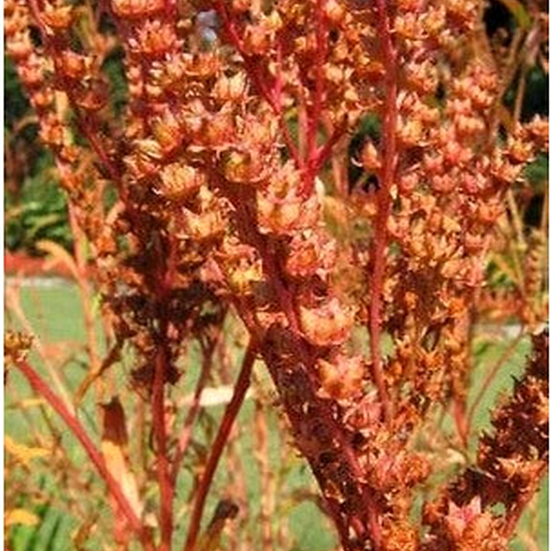 Ditch Stonecrop Planting Wild Pigment Co Heirloom Non Gmo Flower Seeds Home Garden [neera-v5-def791284a7c638c18c4]