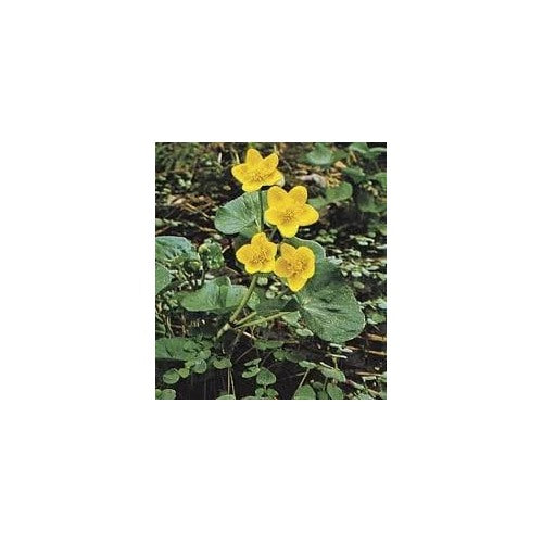 Heirloom Marsh Marigold Seeds [neera-v5-df05de909baf09b1f271]