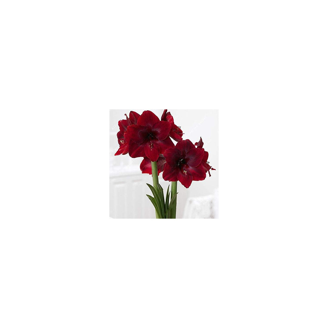 Amaryllis Barbados Lily Hippeastrum Spp Flower For Planting In Indoor Pots Or Home Garden [neera-v5-df25e73885ebb072c2a5]