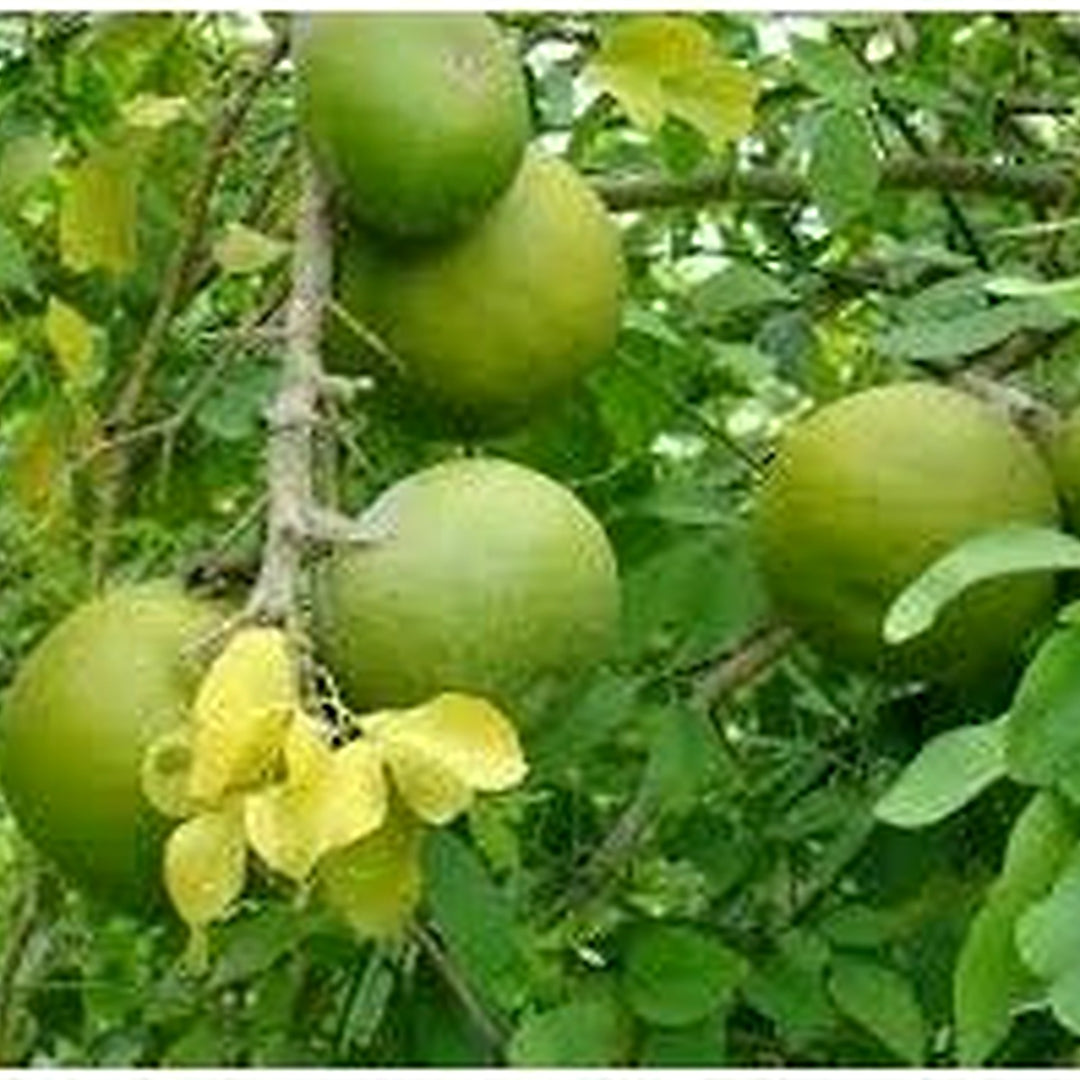 Decorative Winterberry Seeds for Planting [neera-v5-df32082c586080e3d061]