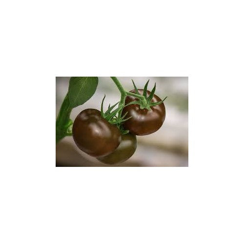 Chocolate Brown Tomato Seeds for Planting [neera-v5-df68c16fde8d44d1d549]