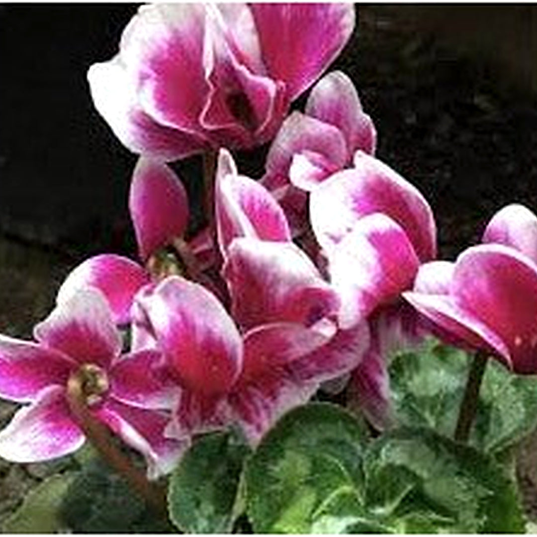 Pink White Cyclamen Flower For Planting Flower Seeds for Home Garden Planting, Decorative Organic [neera-v5-df79d704acd3cfa3fabe]