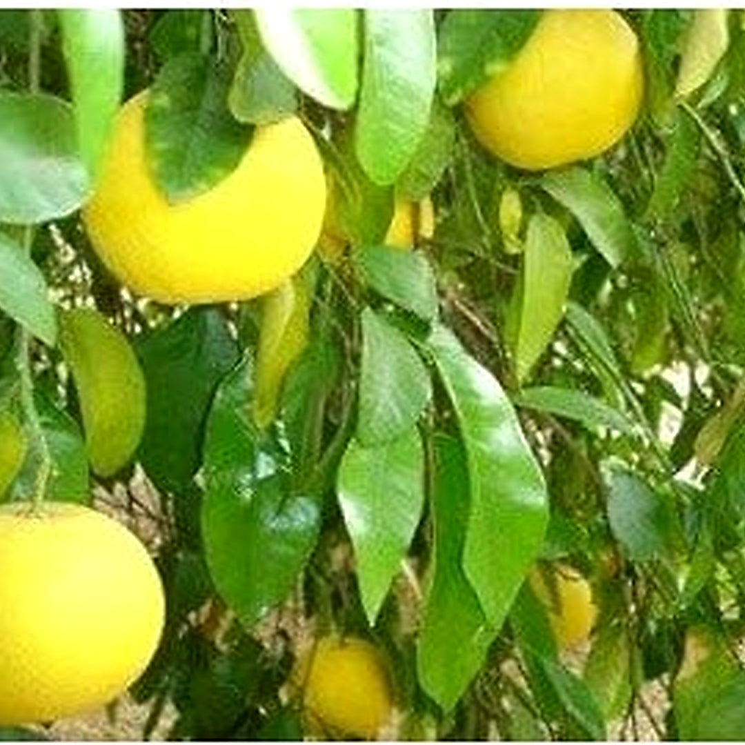 Exotic Baboon Lemon Fruit Seeds for Planting [neera-v5-df7f2e1906ea2f60acf8]