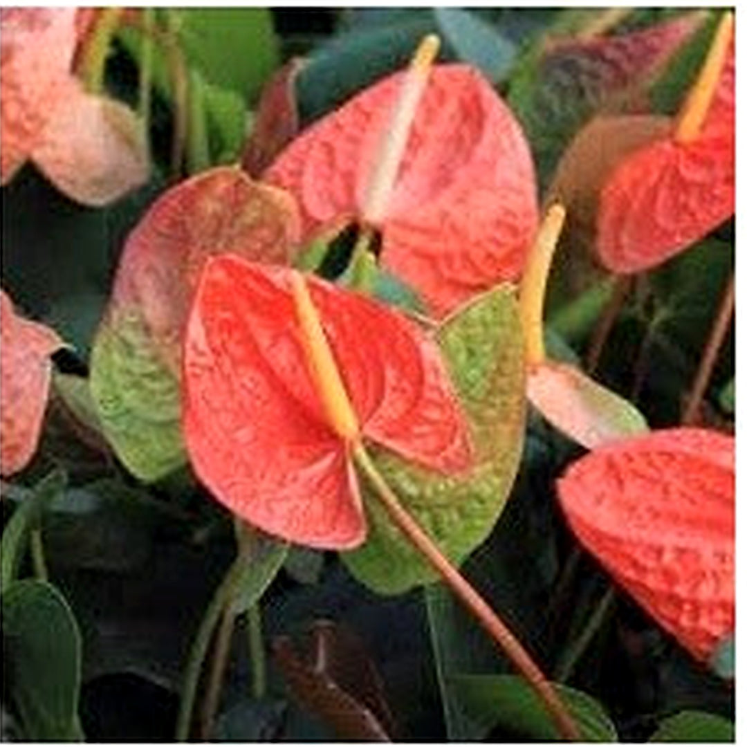 Heirloom Non-GMO Anthurium Flower Seeds [neera-v5-df8d88442c373576a328]