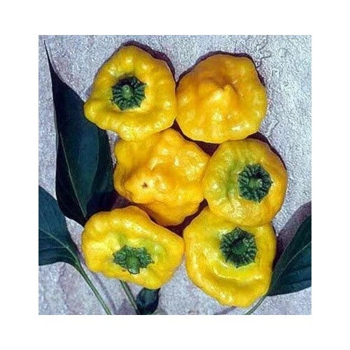 Yellow Pepper Scotch Jamaican Bonnet Spicy Very Compact Garden Plant Heirloom Non Gmo Flower Seeds [neera-v5-df93002291fef9329312]