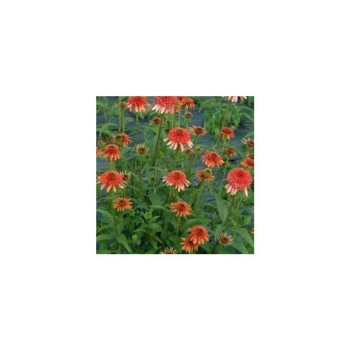 Orange Red Echinacea Secret Lust Wildflower Seeds [neera-v5-df9511440cd523314814]