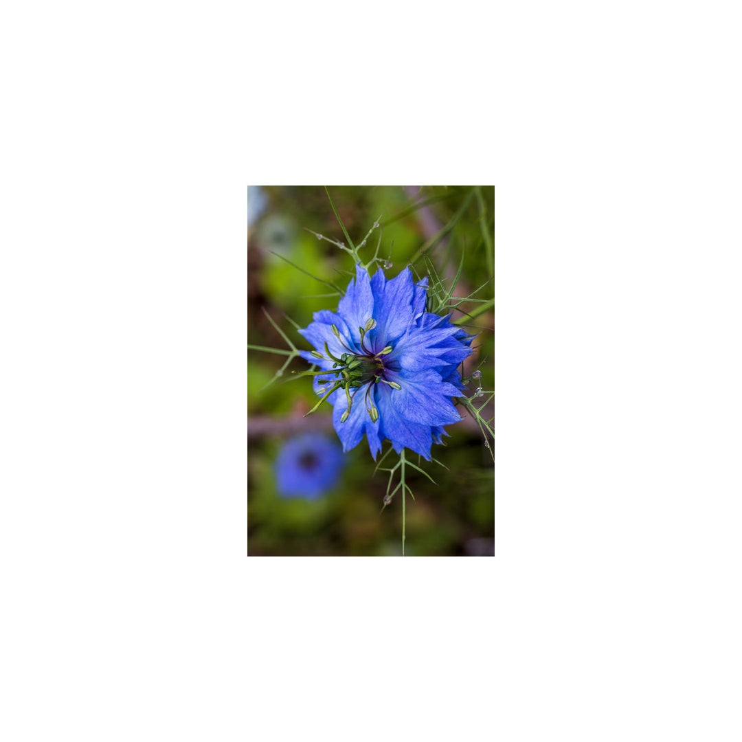 Heirloom Love In A Mist Flower Non Gmo Delicate Blooms Cottage Style Garden Planting Flower [neera-v5-df9a1de77314620da948]
