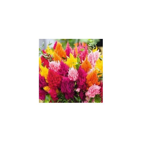 Plumed Flower Seeds for Garden Planting [neera-v5-dfc292efe040963008d1]