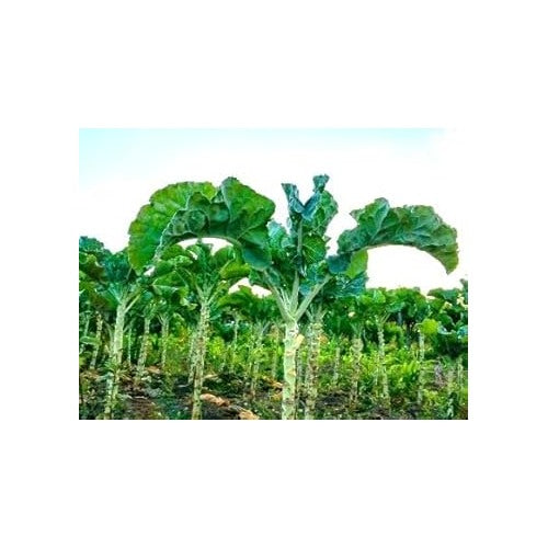 Heirloom Non-GMO Kale Seeds for Planting [neera-v5-dfc8ff1d7b8e2669aad3]
