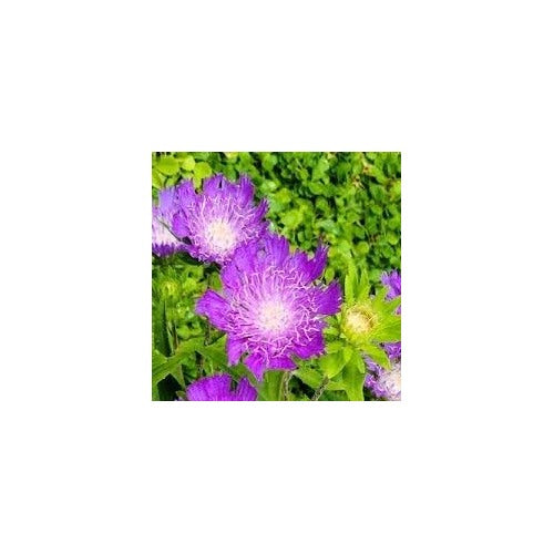 Stokes Aster Flower Seeds for Planting [neera-v5-dfcc6d468ad3c1437481]