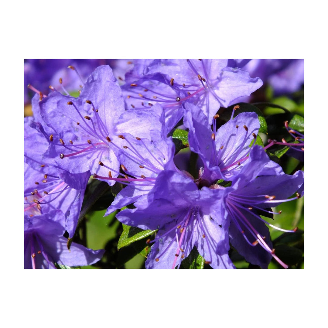 Purple Azalea Flower Flower Seeds for Home Garden Planting, Landscape Organic Blooming Collection [neera-v5-dfce0e70f9962aadc24e]