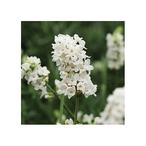 White Lavender Non Gmo Provence Flower For Planting Garden Blooms Flower Seeds for Home Garden [neera-v5-dfd671bf1408a2a0cdc8]