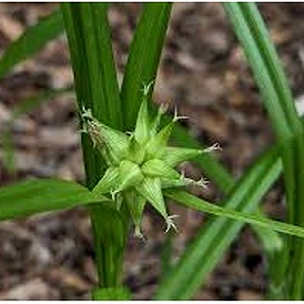 Carex Serotina Grass Seeds for Planting [neera-v5-dfd71c042c986e11edeb]
