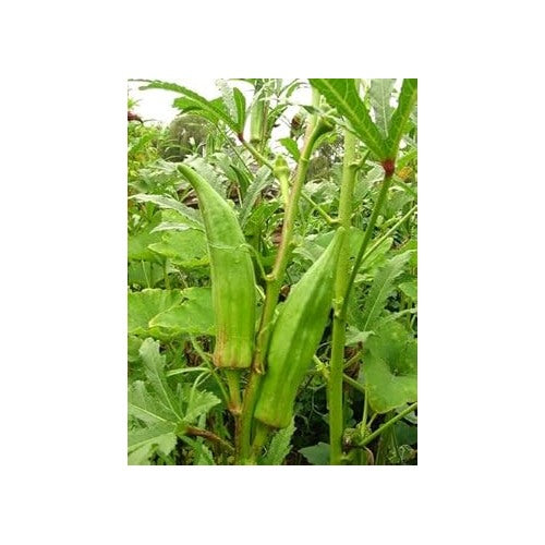 Abelmoschus Seeds for Planting [neera-v5-dfdaab0ecb40fd8e0d71]
