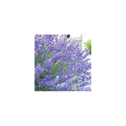 Heirloom Lavender Seeds for Planting [neera-v5-dff0834c6272021cd88e]