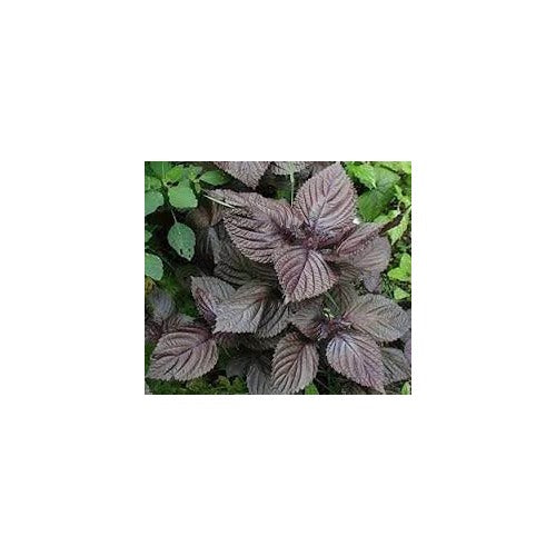 Purple Perilla Mint Herbal Seeds for Planting [neera-v5-dff916f7f39d5dffbfaa]