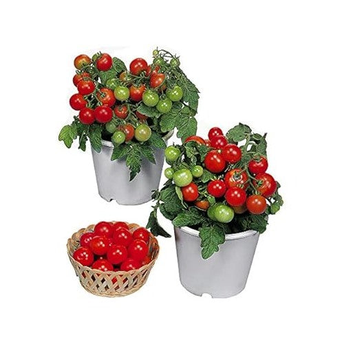 Dwarf Red Robin Tomato Seeds for Planting [neera-v5-dffc13f94ca5a3287d28]