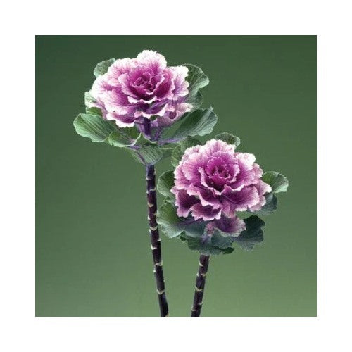 Flowering Kale Planting Flowering Kale Rose Flare Ornamental Kale Planting Heirloom Non Gmo [neera-v5-dffcf9fd323c6755a99b]