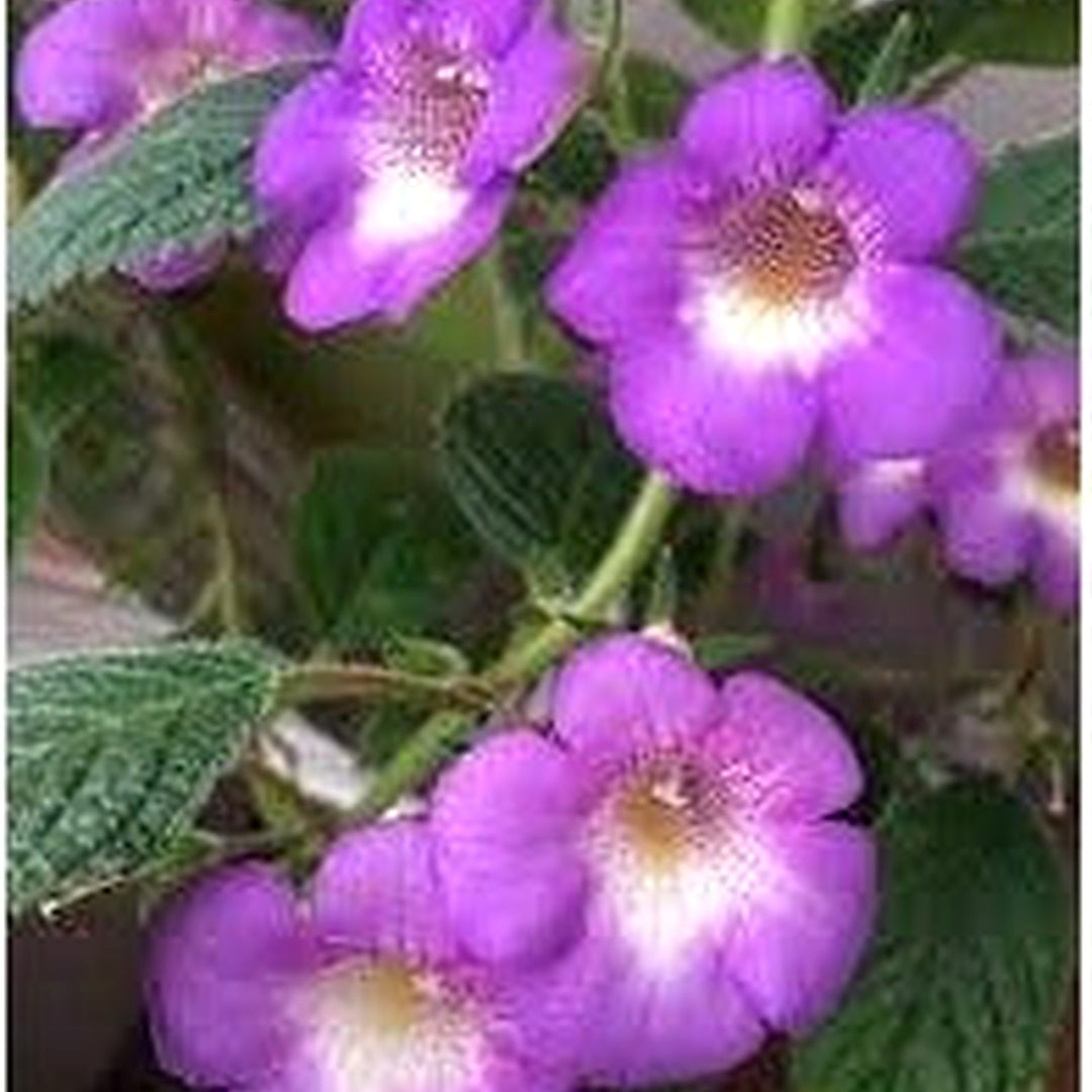 Achimenes Limoncello Flower For Planting Heirloom Non Gmo Organic Garden Blooms Flower Seeds for [neera-v5-e014b297dd92c80e6249]