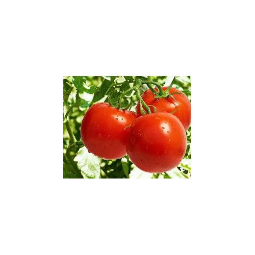 Tomato Vegetable Seeds for Planting [neera-v5-e01d2ef708032ce8effd]