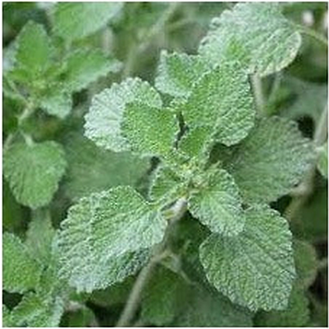 Green Horehound Seeds [neera-v5-e01fdcfb924f5ea96a1b]