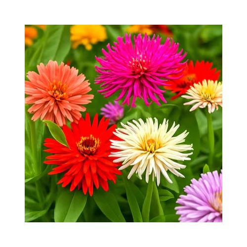 Cactus Zinnia Giant Double Blooms Heirloom Mix Free Ship Non Gmo Easy To Grow Annual Blooms Flower [neera-v5-e0278e77d4239fb88958]