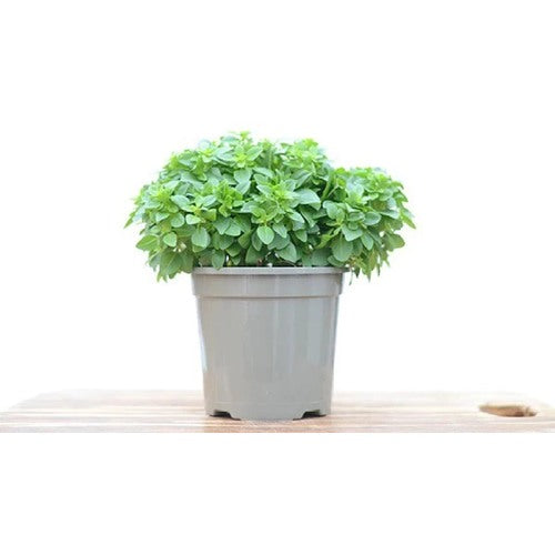 Greek Basil Seeds for Planting [neera-v5-e02e953d92faf0bb0f0c]