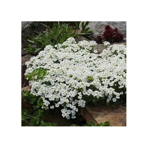 Heirloom Non-GMO White Rock Cress Flower Seeds [neera-v5-e032901b6270a7559879]