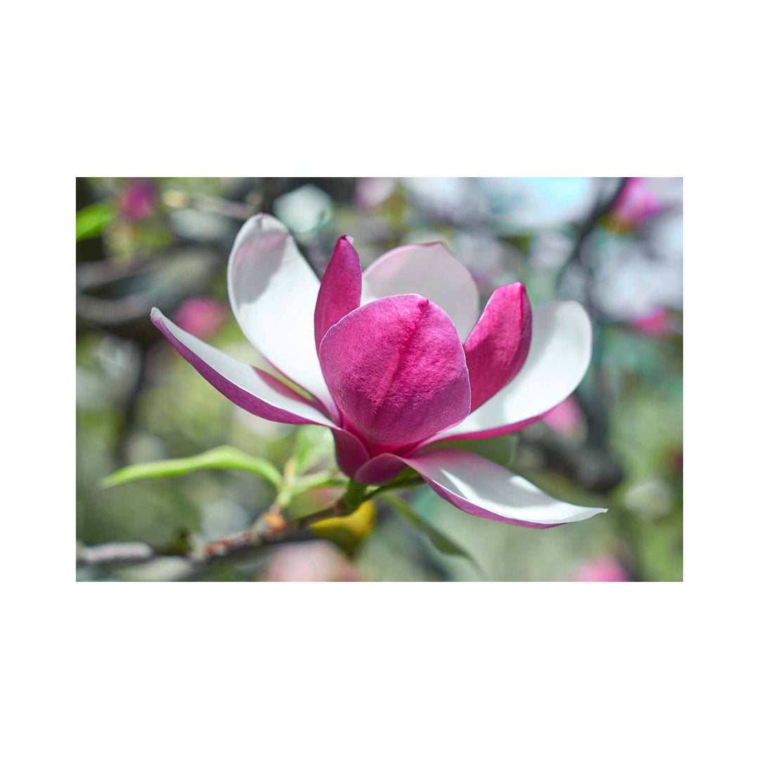 Pink White Heirloom Non Gmo Yulan Flower Elegant Magnolia Blooms Garden Planting Flower Seeds [neera-v5-e03822729ba1eeb1ab88]