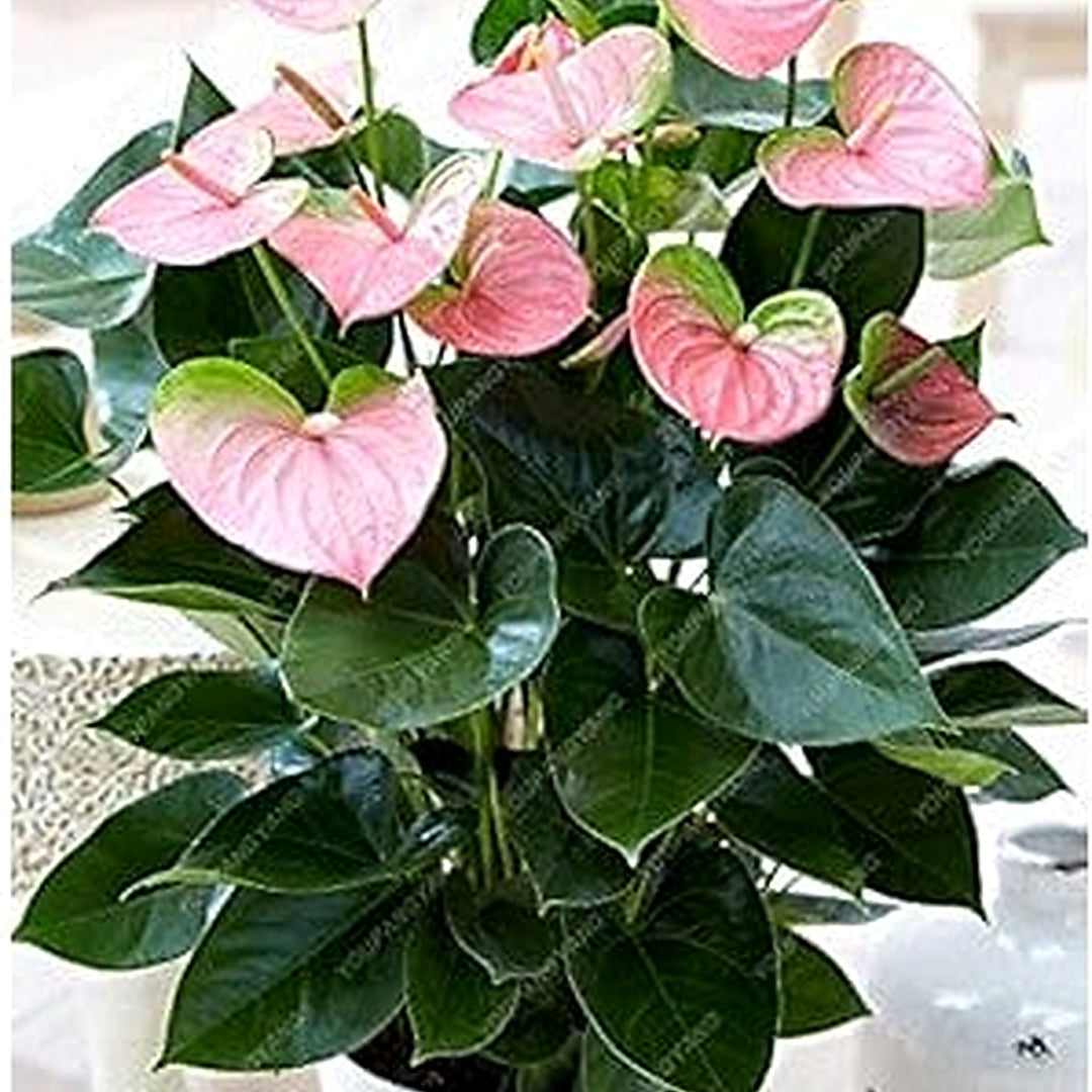 Anthurium Andraeanum Mixed Flower Seeds [neera-v5-e041555c45b7f72fc3ba]