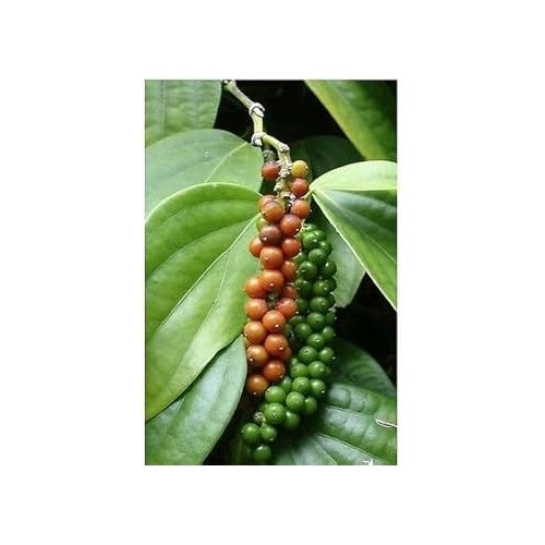 Green Piper Nigrum (Black Pepper) Seeds for Planting [neera-v5-e0441f6512b53a6f13f0]