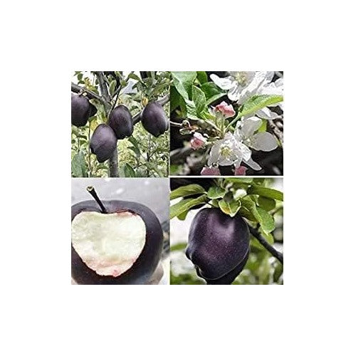 Japanese Black Persimmon Rare Fruit Tree Seeds for Planting [neera-v5-e046d781fb7327328cc5]