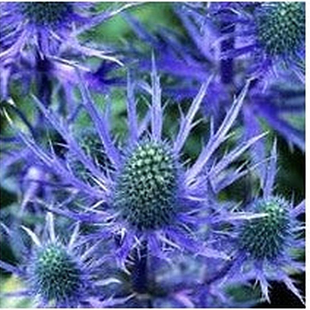 Holly Flower Seeds for Planting [neera-v5-e052bb5b73740774e54b]