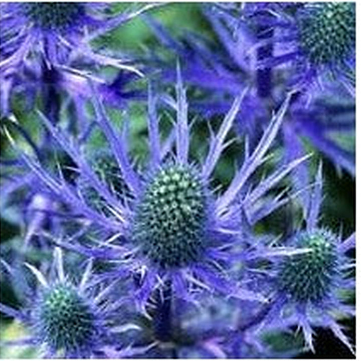 Holly Flower Seeds for Planting [neera-v5-e052bb5b73740774e54b]
