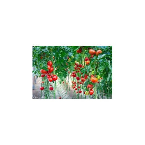 Giant Red Tomato Vegetable Seeds for Planting [neera-v5-e0537d05d8284f2aa142]
